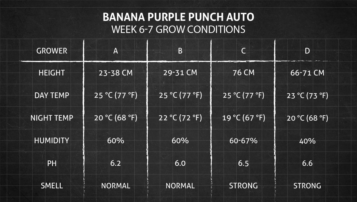 Banana Purple Punch Auto भांग स्ट्रेन: सप्ताह 6-7 ग्रो कंडीशन्स