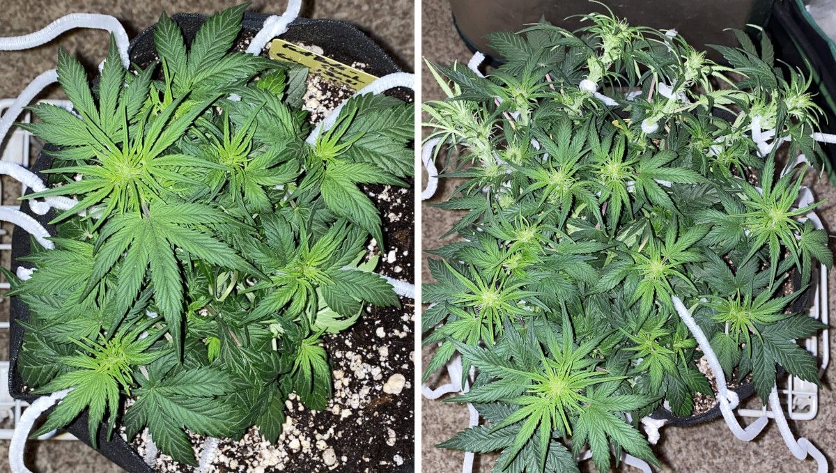 Skunk Auto Cannabis Strain Week-by-Week Guide: A side view of a heavily trained autoflower showing preflowers and the first bud sites in weeks 5 and 6 from seed
