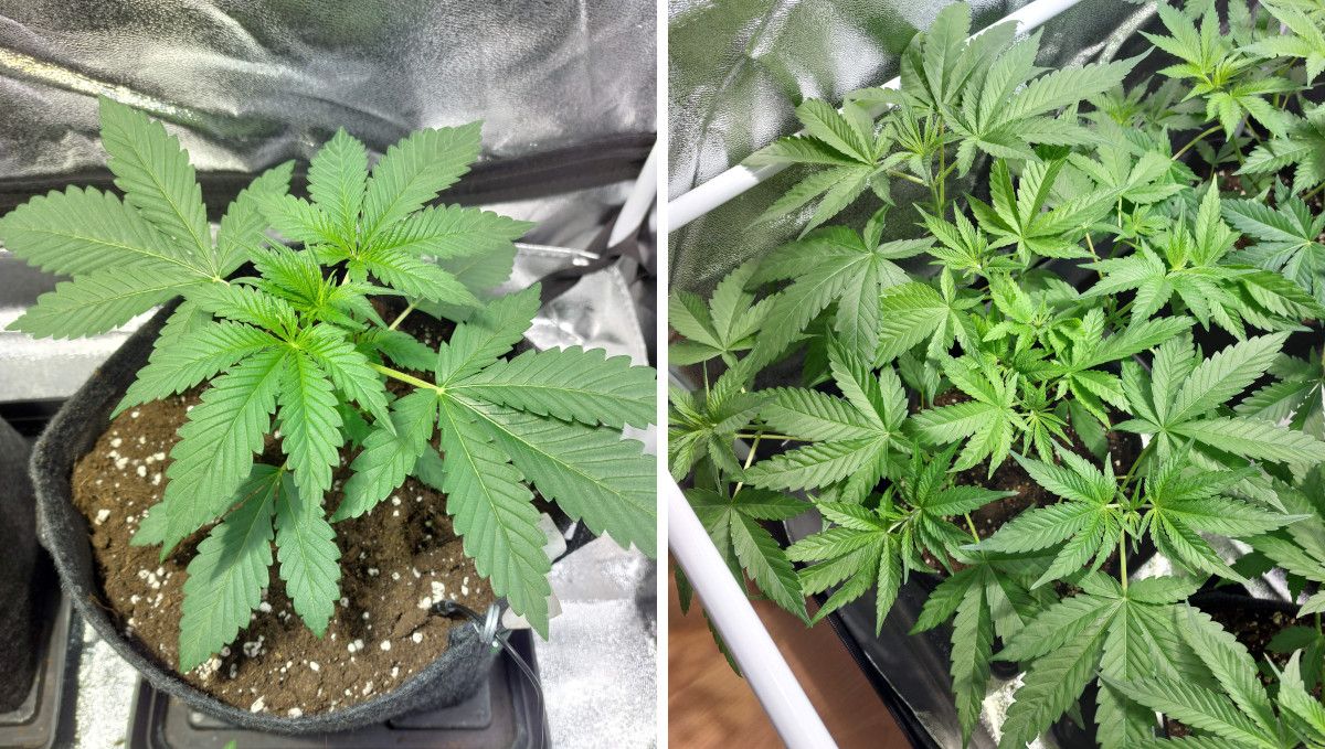 Purple Lemonade FF कैनाबिस स्ट्रेन: मिड वेज | हफ्ते 3-6 | छोटे पौधे से झाड़ी तक