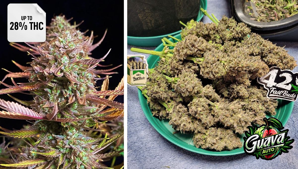 Guava Auto&trade;