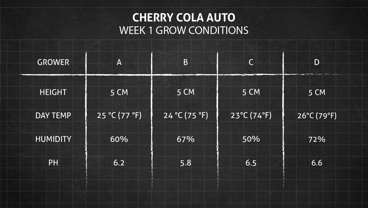 Cherry Cola Auto เงื่อนไขการปลูกสัปดาห์แรก