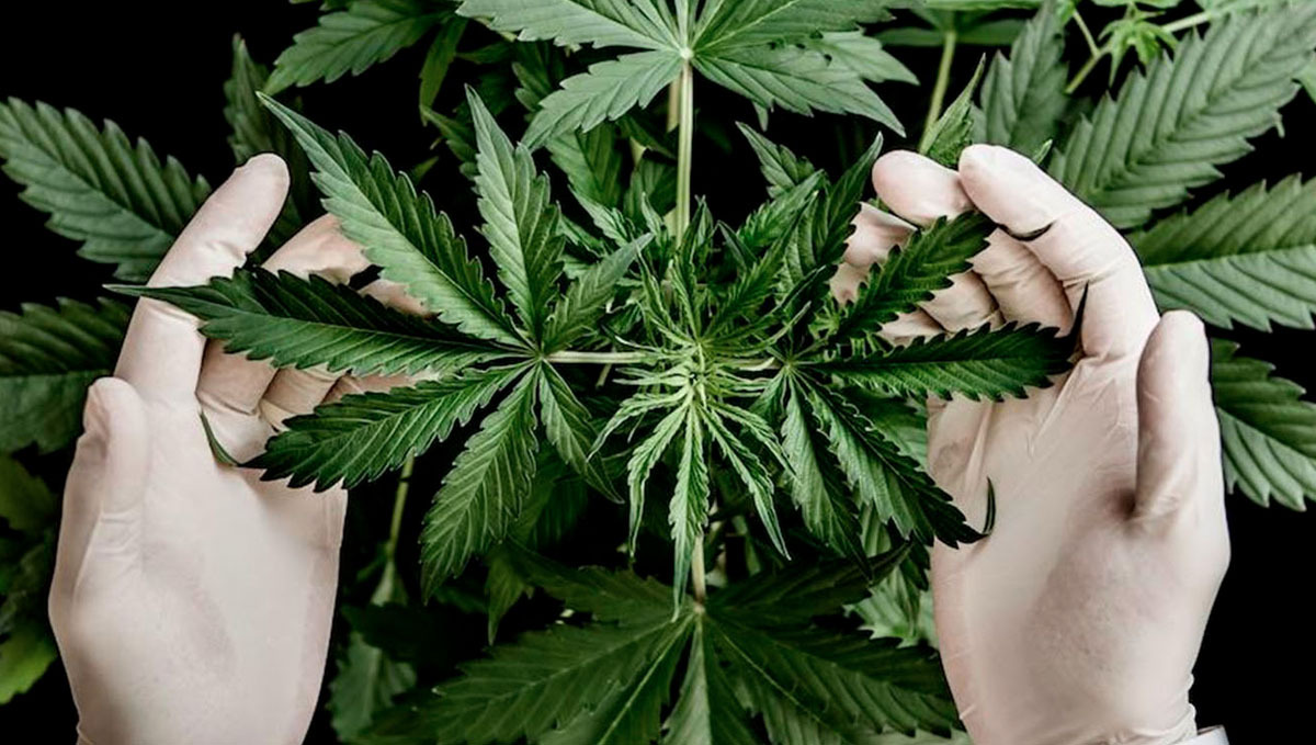 The Sat/Ind Classification Has No Meaning, a Study Claims: A researcher wearing gloves and holding a plants palnt top
