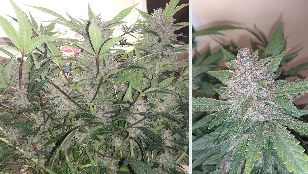 Tropicana Cookies Auto 대마 스트레인: 숙성 및 수확 | 10주차 | 켄노피 아래서 본 숙성된 오토플라워와 퍼플&프로스티 꽃 근접