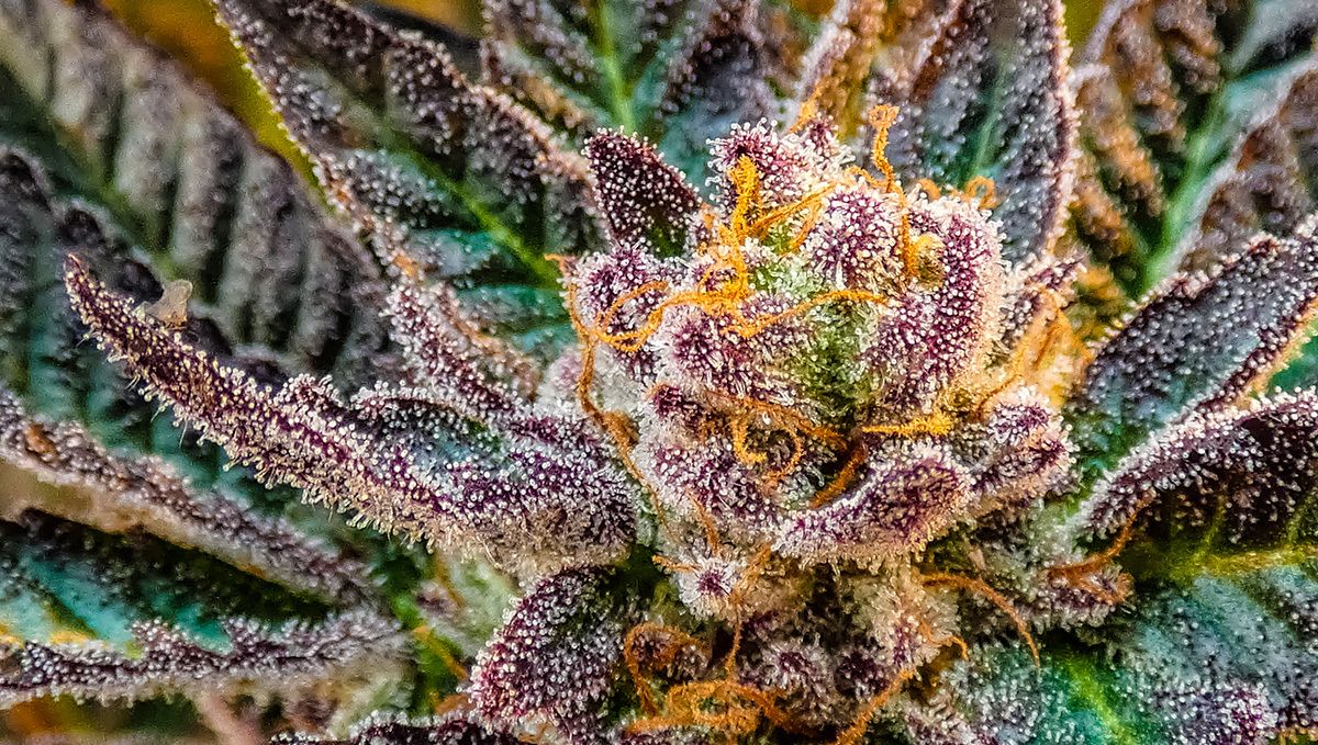 Can Plants Buds Be Used to Make Extracts: what to use Can Plants Buds Be Used to Make Extracts: what to use