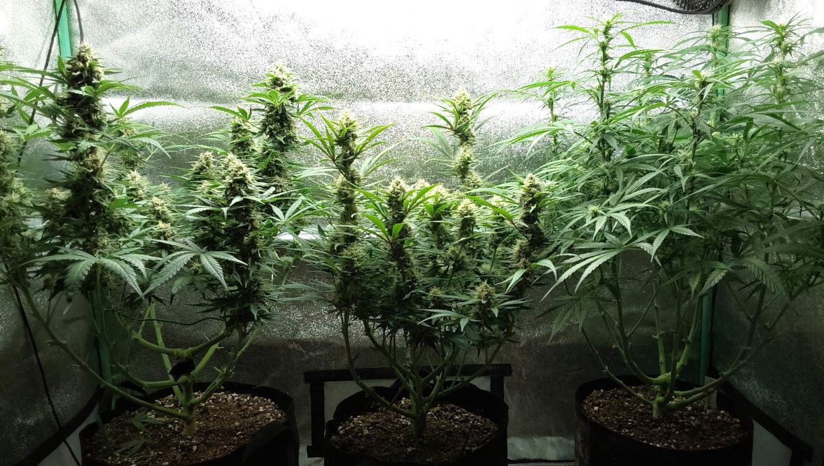 Blue Dream Auto ดอกกลาง (ช่วงขุนดอก) | สัปดาห์ 9