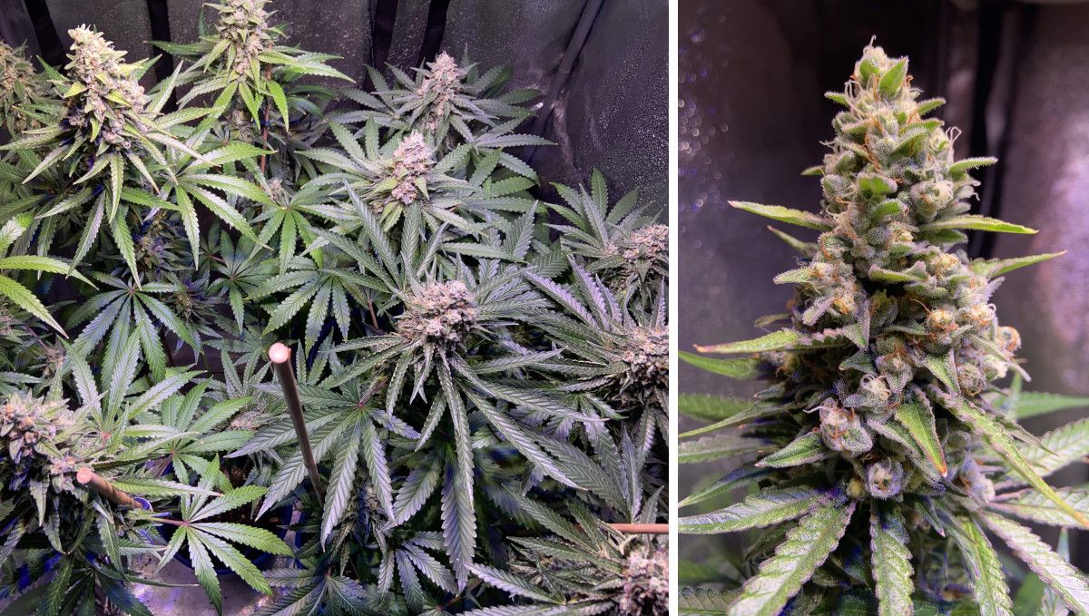 GG4 Sherbet FF cannabis strain: mid flower (bulk phase) | weeks 10-11 | an indoor marijuana plant with dense and heavy looking colas