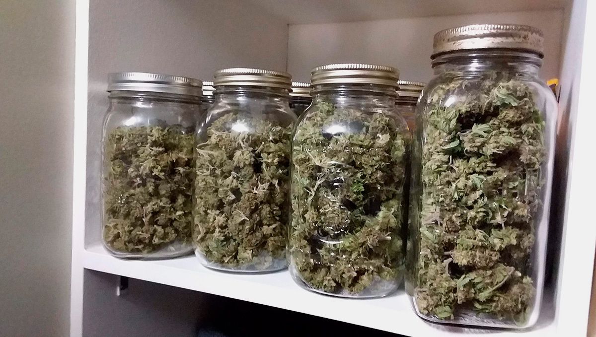 OG Kush Auto: curing