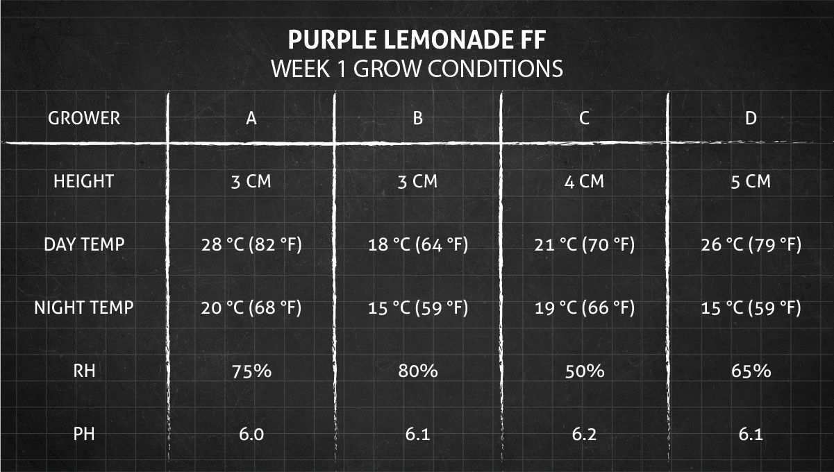 Purple Lemonade FF कैनाबिस स्ट्रेन: हफ्ता 1 ग्रो कंडीशन
