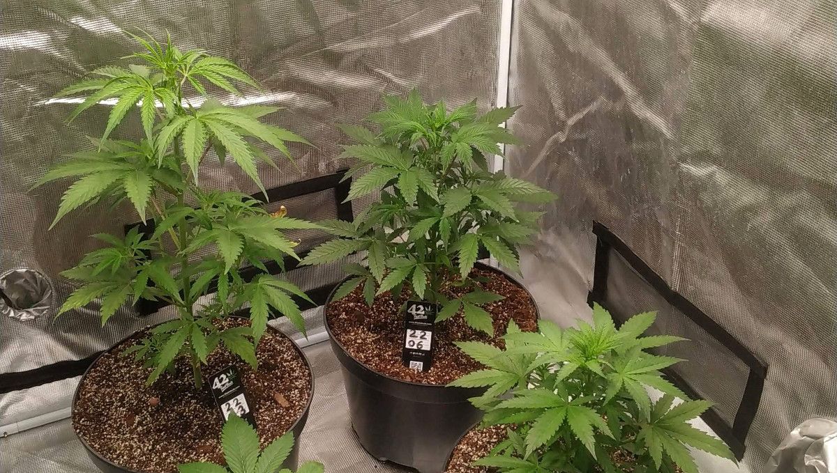 Gorilla Z Auto cannabis strain: mid veg | weeks 3-4 | three autoflowers cultivated SOG-style in a grow tent