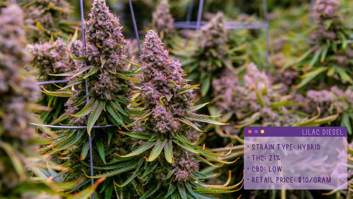 22 Beste Weed Sorten zum Probieren 2022: Lilac Diesel