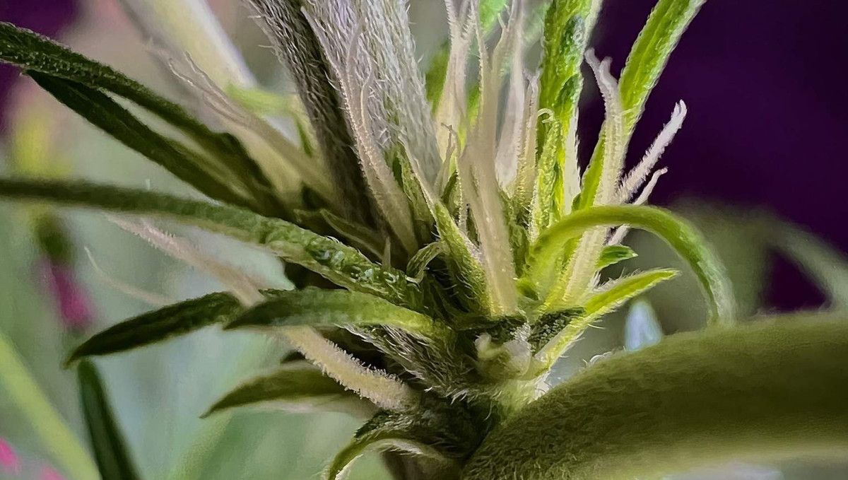 Strawberry Gorilla Auto Cannabissorte: &Uuml;bergang (Vorbl&uuml;te) | Woche 5 | die ersten Bl&uuml;ten, die an einem Knoten wachsen.