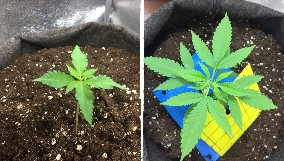 Cookies kush cannabis strain week-by-week guide: early veg | week 2