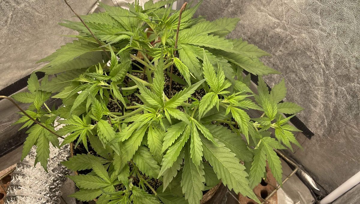 Banana Purple Punch Auto भांग स्ट्रेन: मध्य वेज | सप्ताह 3-4 | एक स्वस्थ इंडोर भांग पौधा