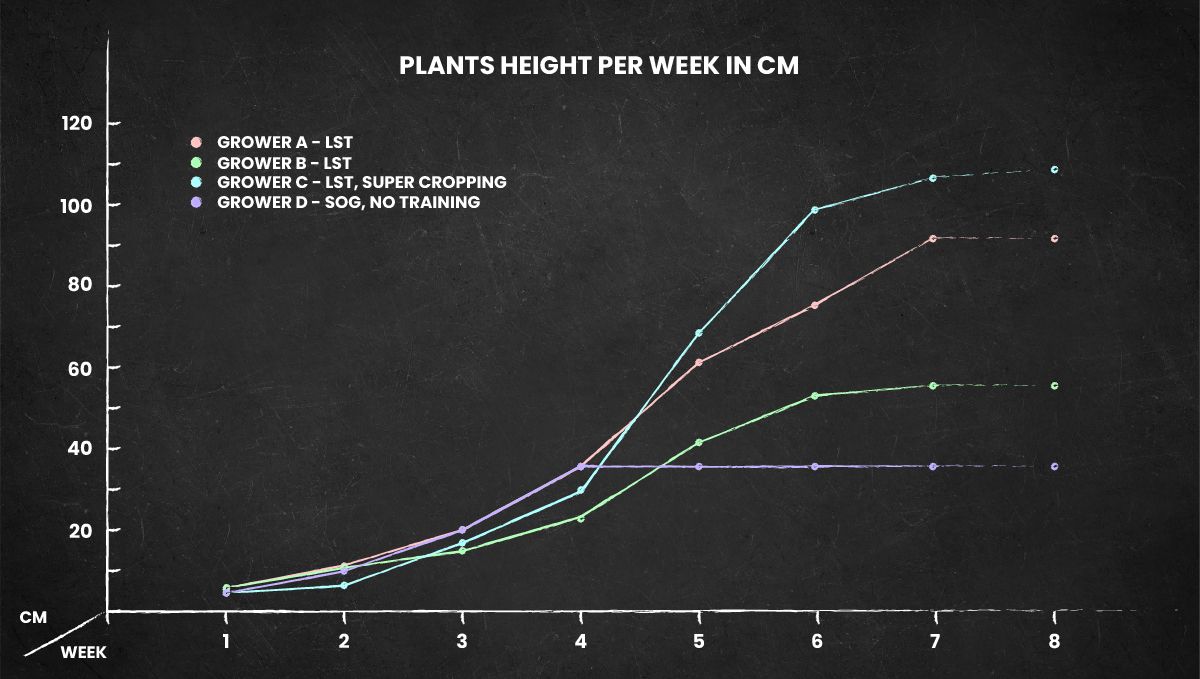 Gorilla Punch Auto 大麻品种：全生命周期高度图