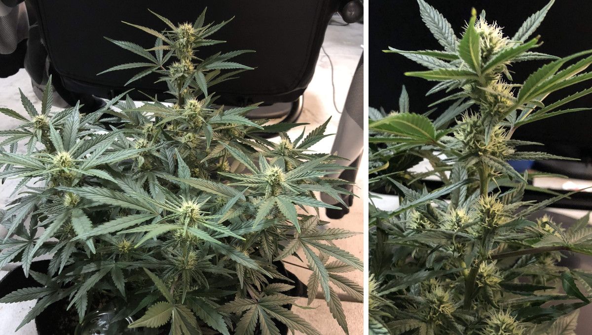 Girl Scout Cookies Auto Plants Seed Week-by-Week Guide: A plants plant cultivated indoors in grow bag, with colas beginning to stack up in week 7, and a closeup of one of the frosty colas