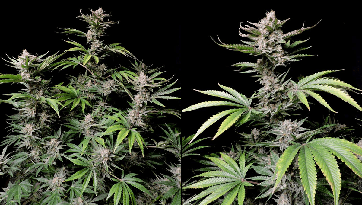 The top 5 best hybrid autoflower strains: cherry cola auto