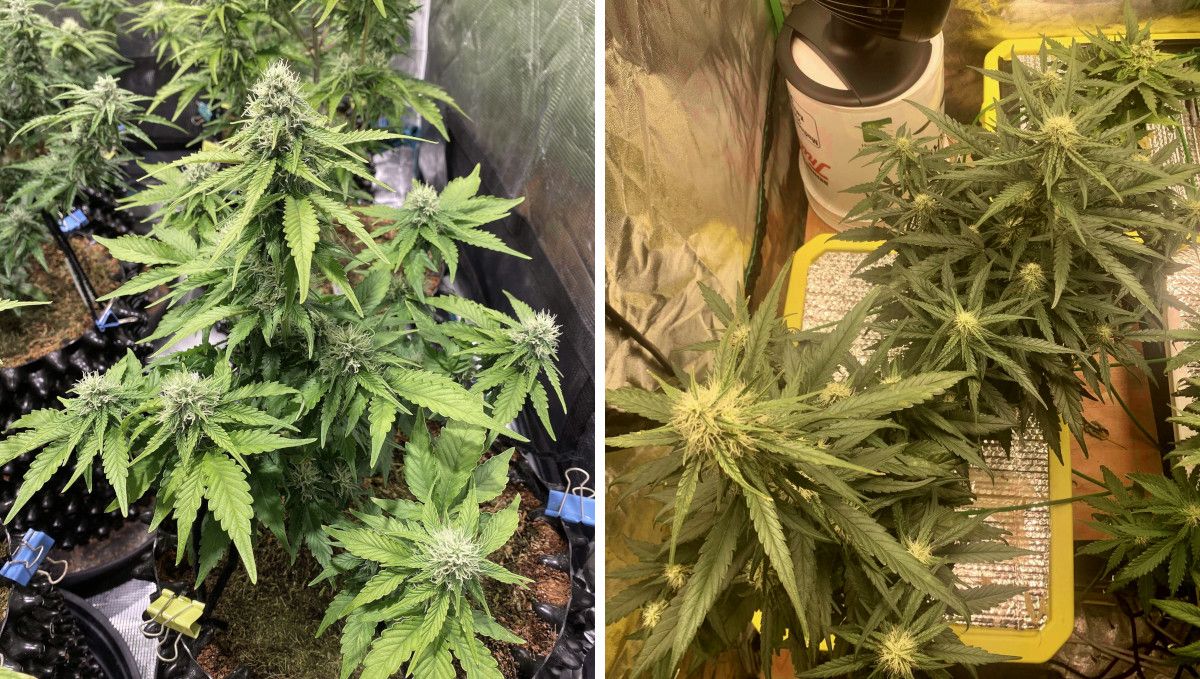 Six Shooter Auto cannabis strain: early flower | weeks 6-7 | the comparison of two SOG gardens