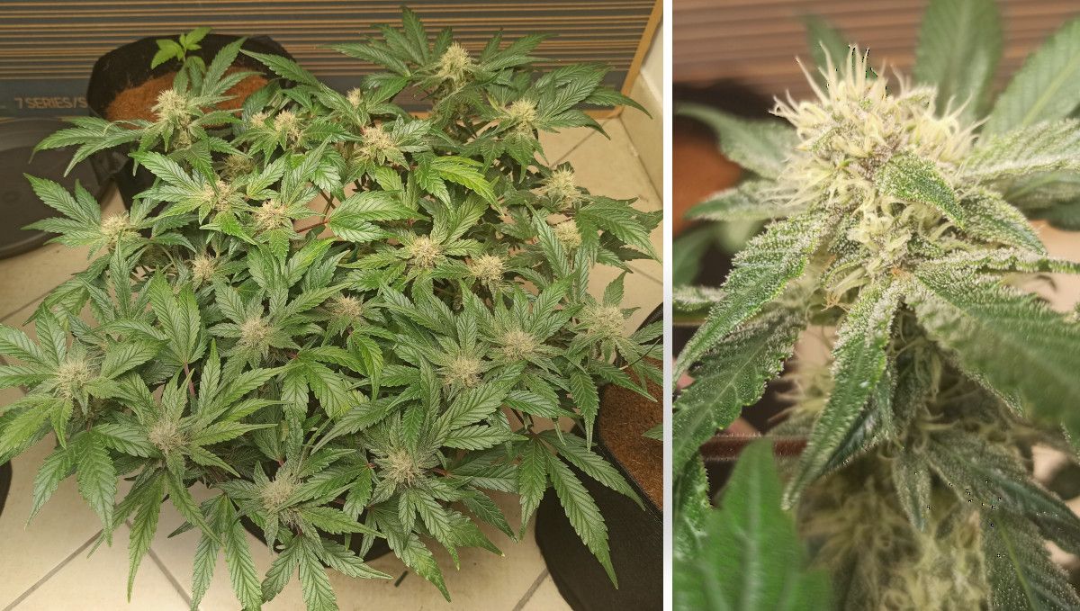 Purple Punch Auto Plants Seed Week-by-Week Guide: A trained indoor plants bush with lots of colas and a closup of a frosty nugget with white pistils