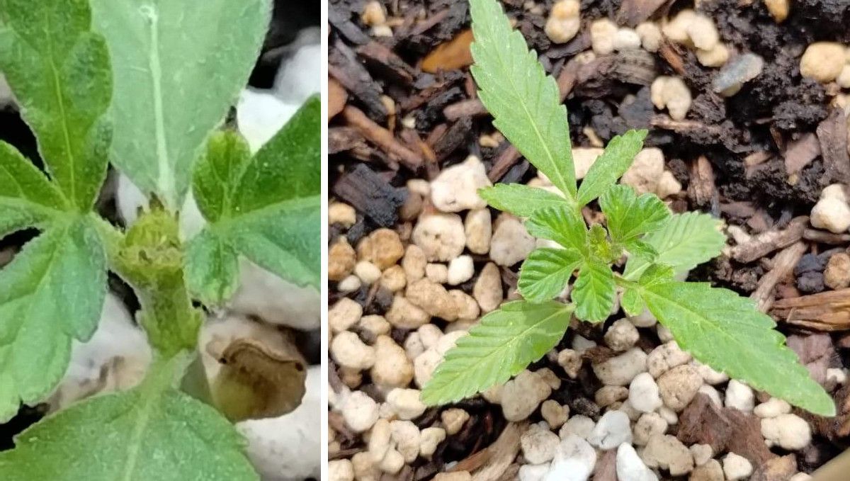 GG4 Sherbet FF cannabis strain: early veg | week 2 | a very small, sickly young plant FIMed and recovering