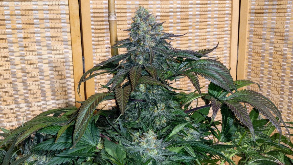 Tropicana Cookies FF cannabis strain: ripening and harvest | weeks 12 | a huge central cola right before the harvest