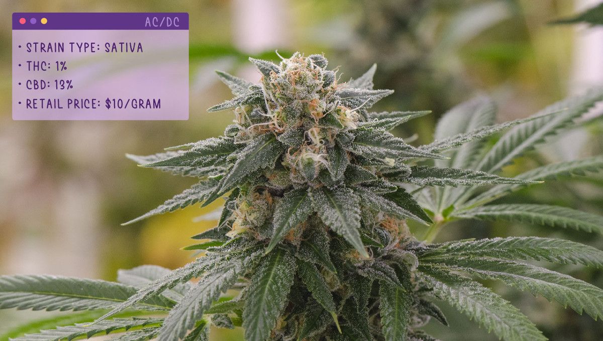 Best Weed Strains for Anxiety: AC/DC