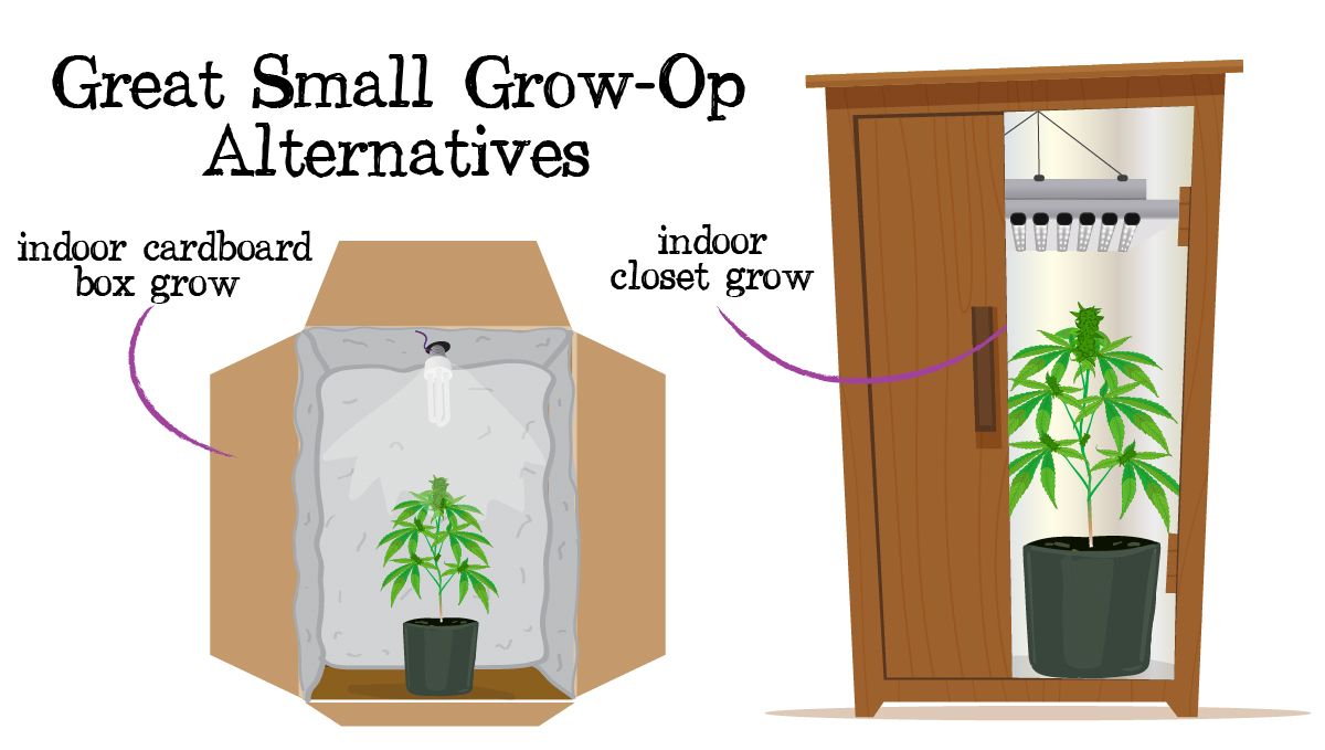 Grow small plants plants in tiny spaces: grow tent