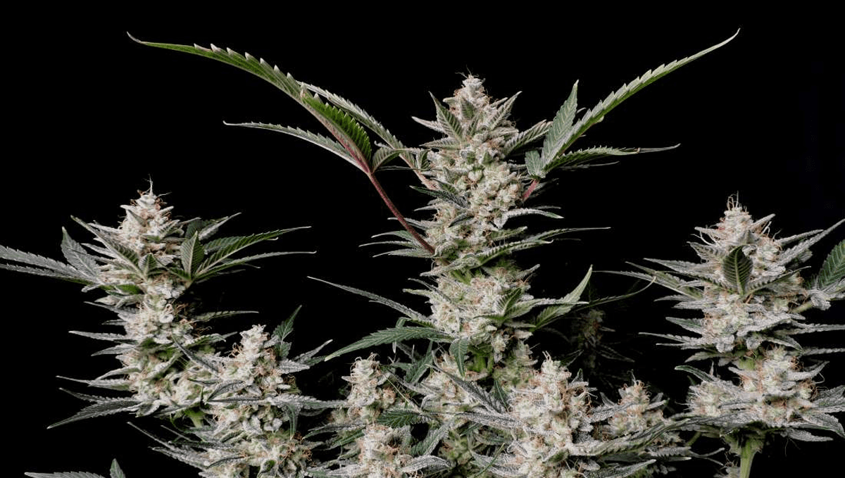 Top 5 highest THC autoflowering strains: strawberry gorilla auto