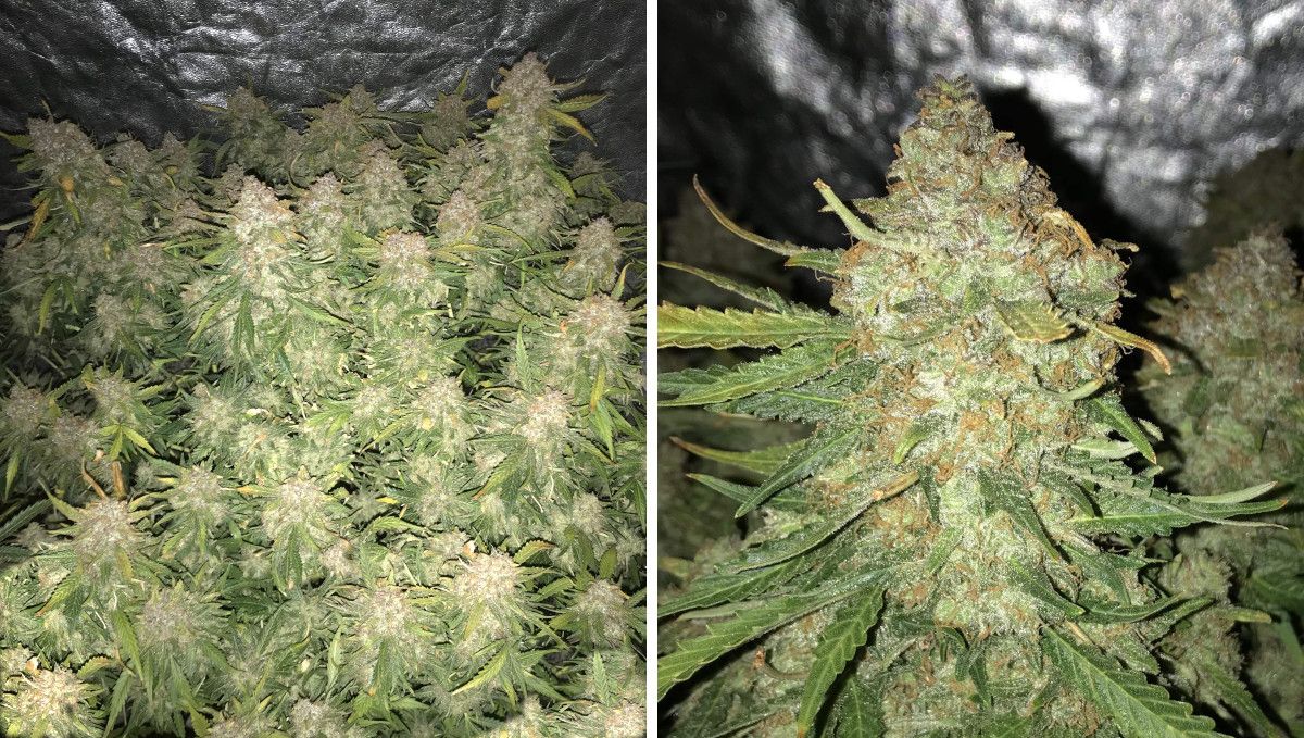 Cream Cookies Auto cannabis strain: ripening and harvest | weeks 10 | an exceptionally productive indoor autoflower with a huge number of colas and a closeup of one of them