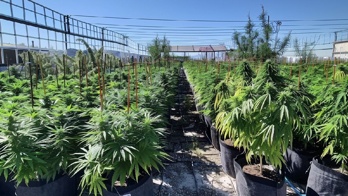 Those who grow plants must maintain a secure garden that is not accessible to others.