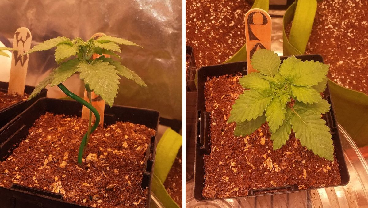 Pineapple Chunk 대마 품종 주차별 가이드: 와이어로 세운 2주차 유묘의 측면 및 상단 모습