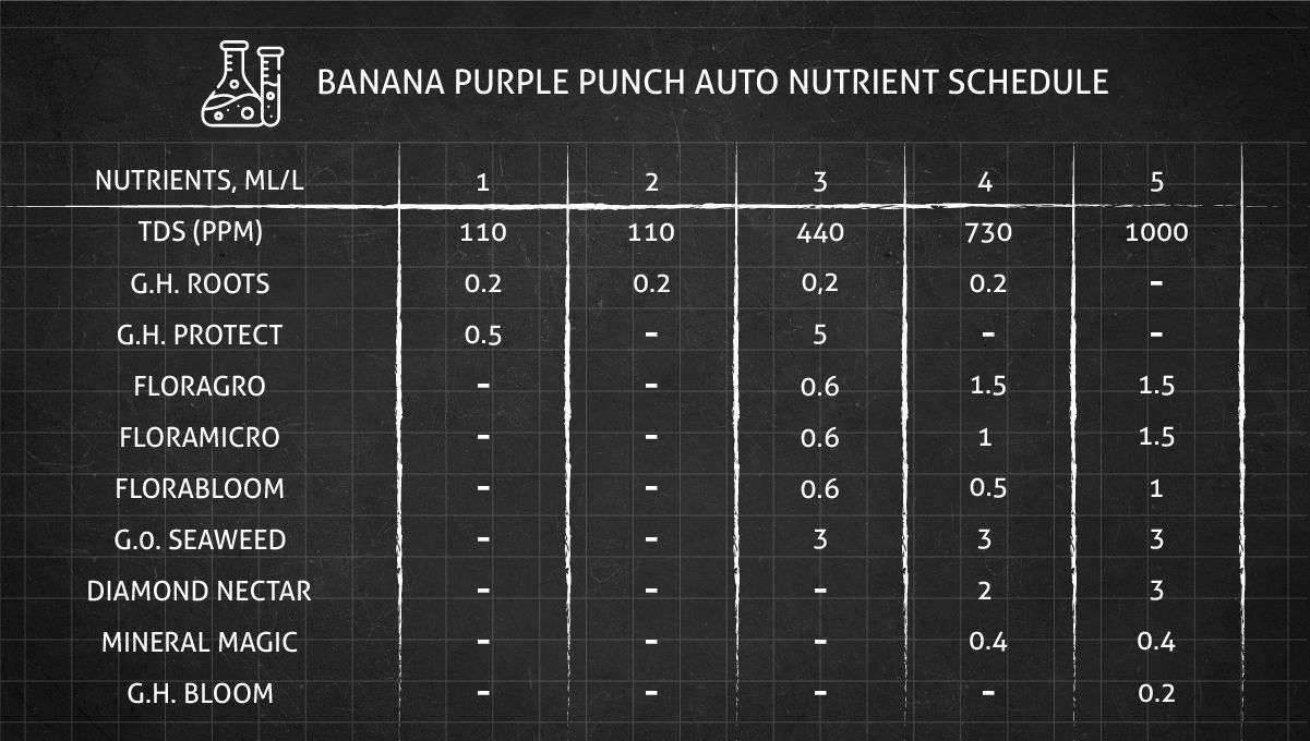 Banana Purple Punch Auto भांग स्ट्रेन: वेज न्यूट्रिएंट शेड्यूल