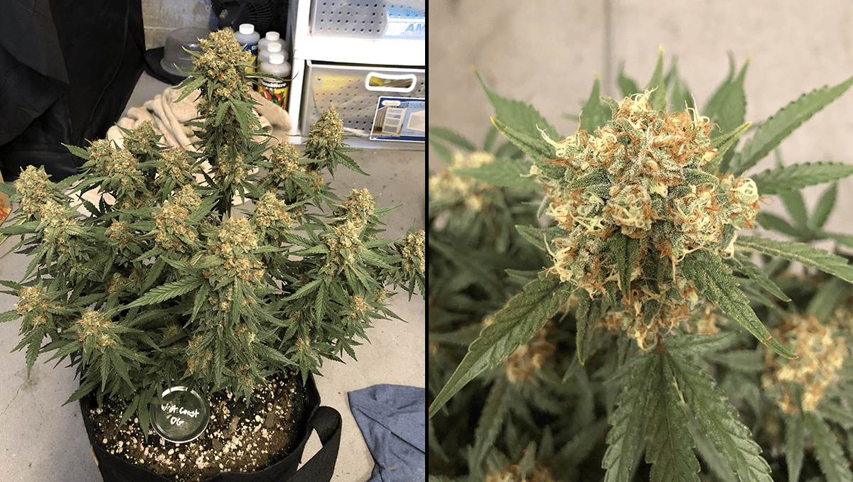 The top 5 best autoflower strains for insomnia: west coast og auto