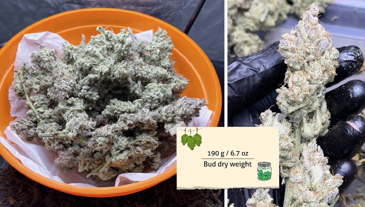 Banana Purple Punch Auto भांग स्ट्रेन: उपज | कटोरे और हाथ में चिपचिपे बड्स