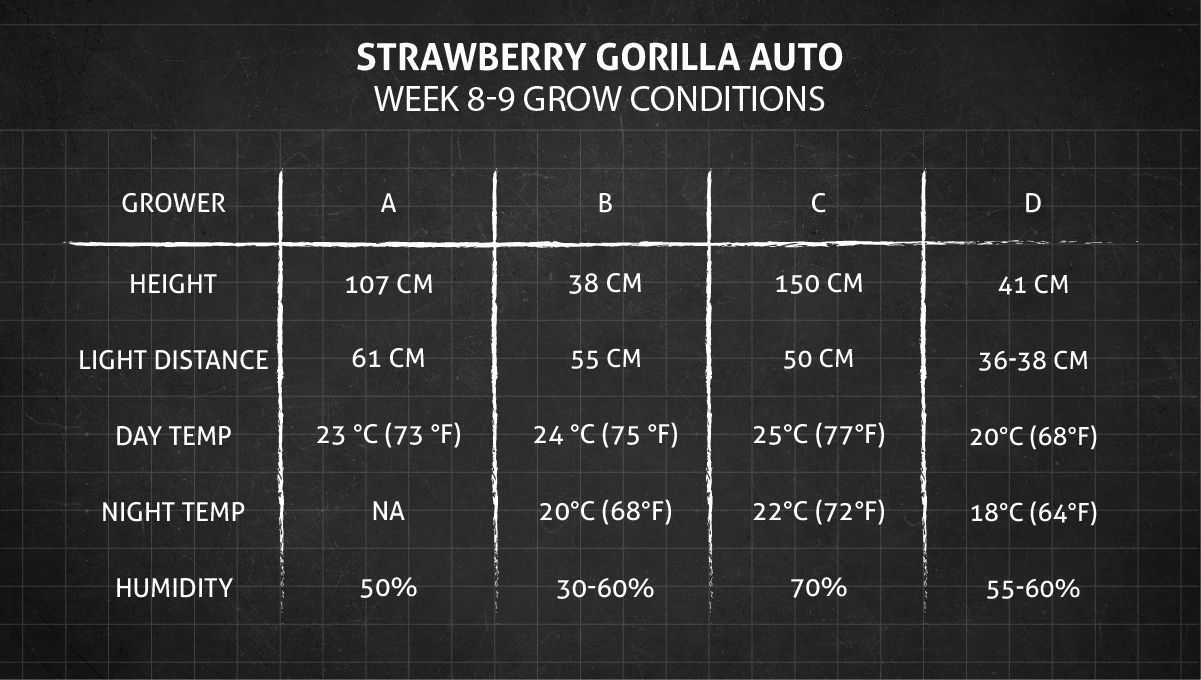 Strawberry Gorilla Auto Cannabissorte: Wachstumsbedingungen in den Wochen 8-9