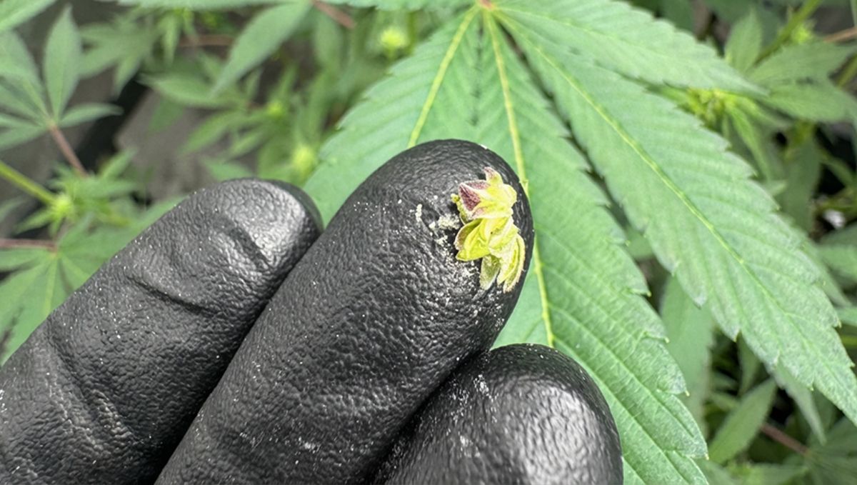 무균 환경에서 선별 교배를 위해 Banana Purple Punch 꽃가루를 수집하는 모습.