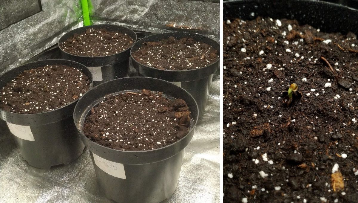 Strawberry Gorilla Auto Cannabissorte: Keimung und Keimlingsphase | Woche 1 | Vier 3-Liter-Anzuchtt&ouml;pfe in einem Grow-Zelt und ein Cannabiskeimling