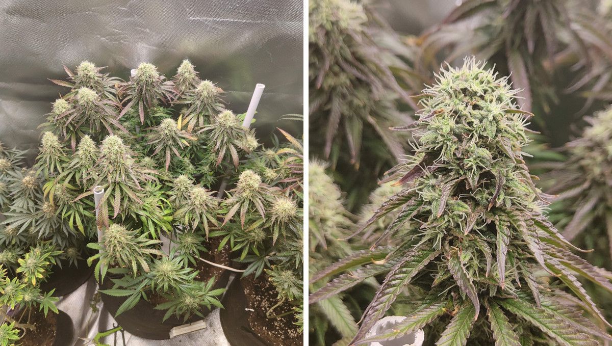 Tropicana Cookies FF cannabis strain: mid flower (bulk phase) | weeks 10-11 | a mature-looking indoor plant with bulky colas and a closeup of one of these colas with most of its pistils still white