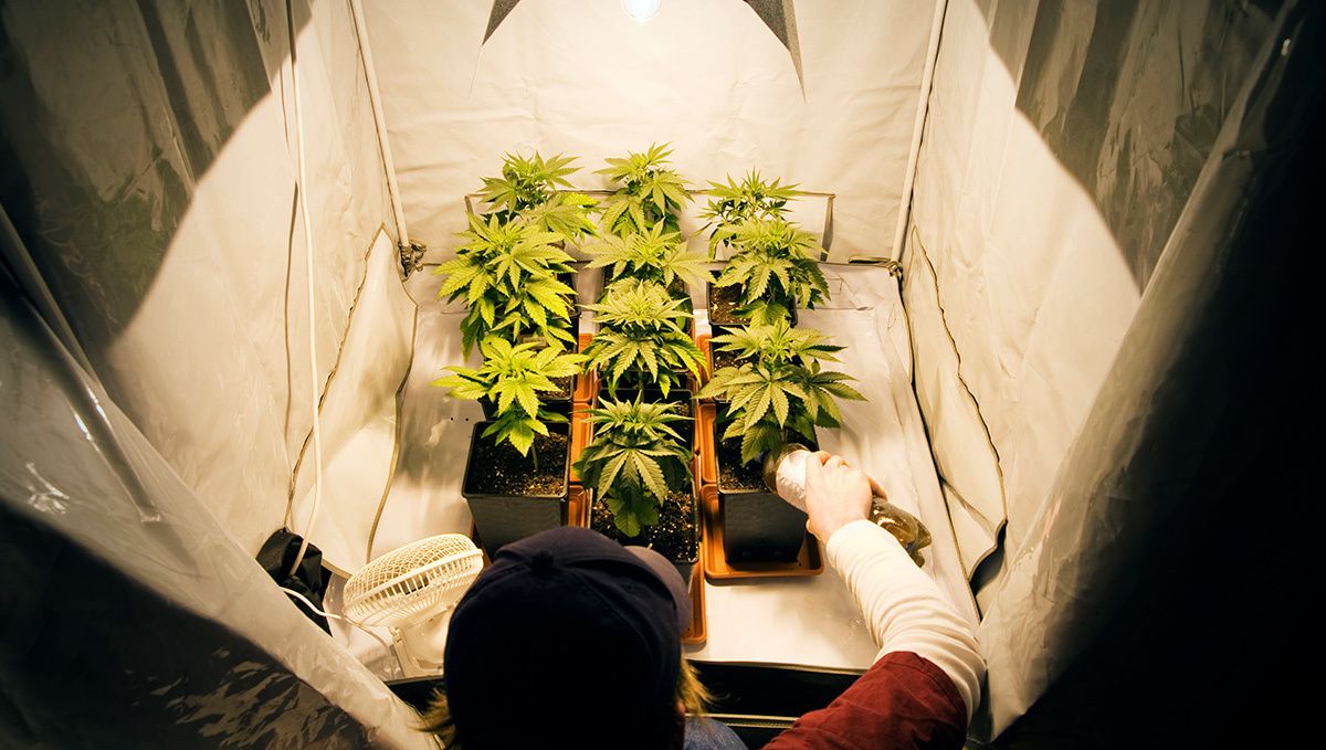 Are autoflowers easy to grow?: how are autoflowers different?