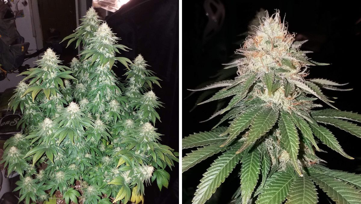 Pineapple Chunk 대마 품종 주차별 가이드: 한창 크는 가지, 트리콤이 풍성한 탑버드와 일부 오렌지 수술 클로즈업