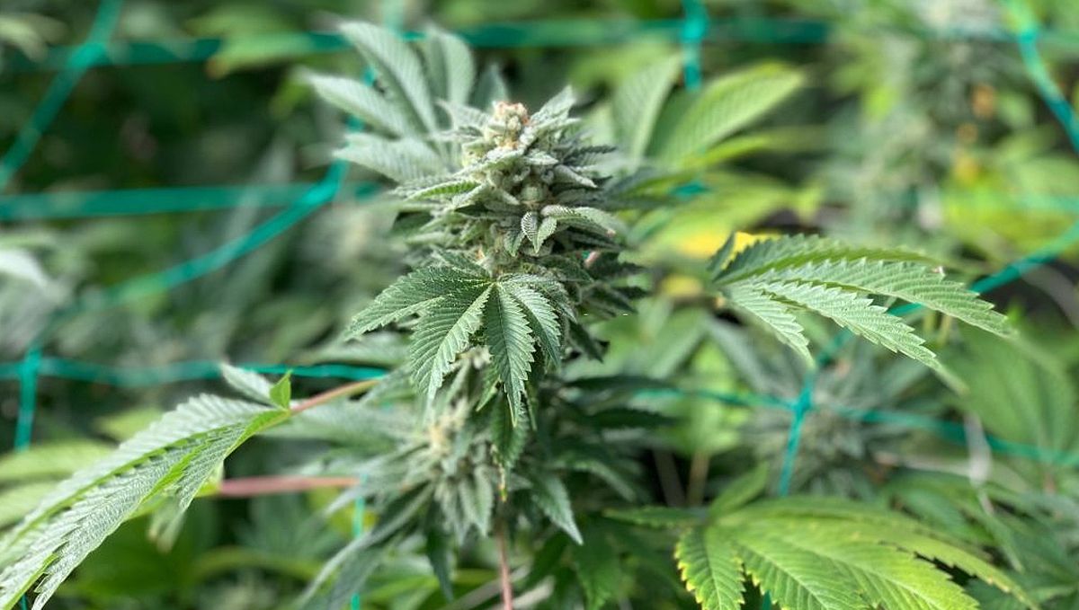 Cómo cultivar semillas de cannabis autoflorecientes al aire libre: Beneficios de cultivar autoflorecientes al aire libre