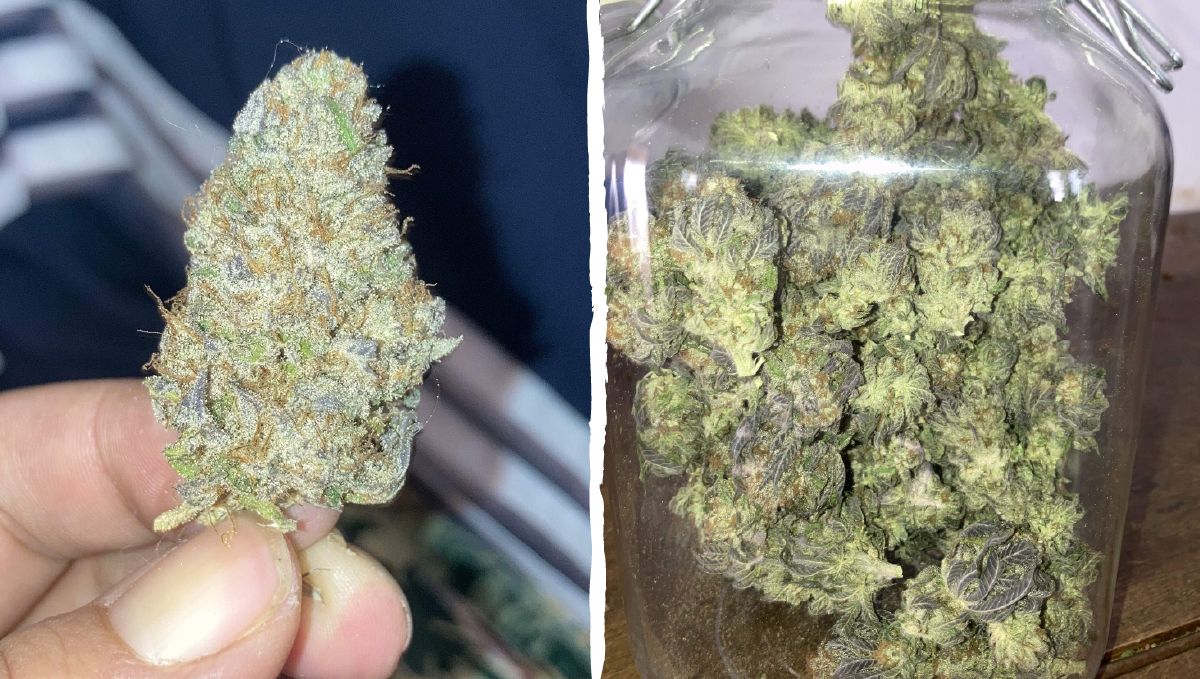Dos-si-dos cannabis strain week-by-week guide: type of effect