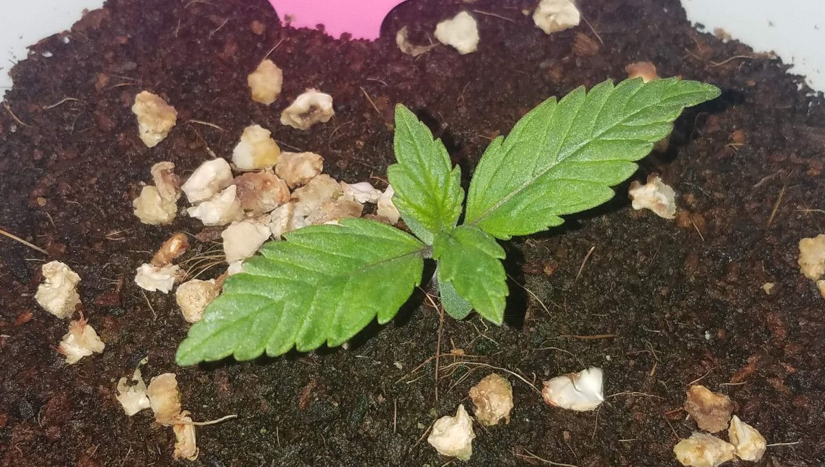 Blackberry Auto cannabis strain: germination and seedling stage | week 1 | about 7 days old