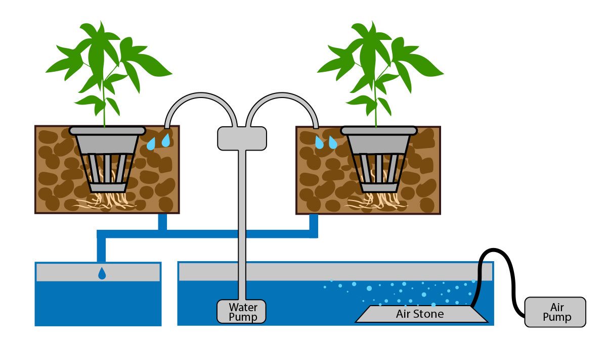 How to grow auto plants plants in hydroponics: Drip irrigation