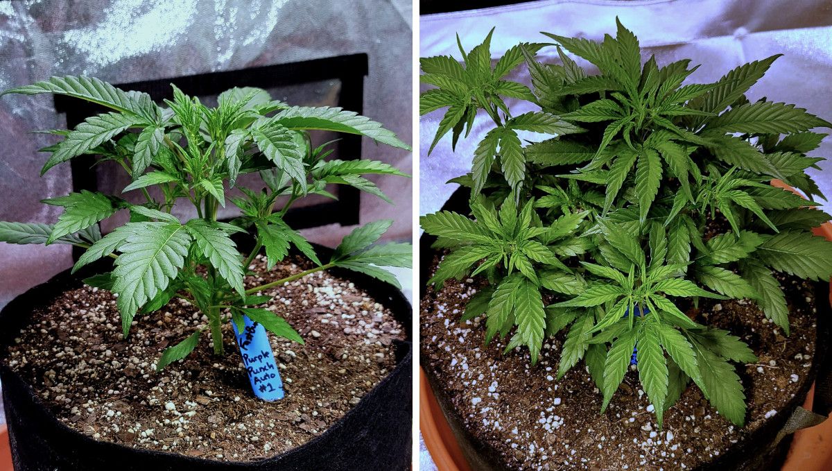 Purple Punch Auto大麻品种周周指南：两株性状巨差的4周龄大麻对比，一矮壮、一高挑