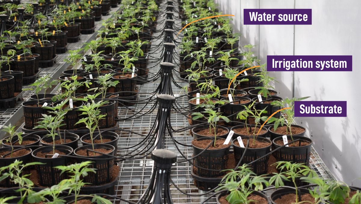 Crop steering cannabis: developing an irrigation plan