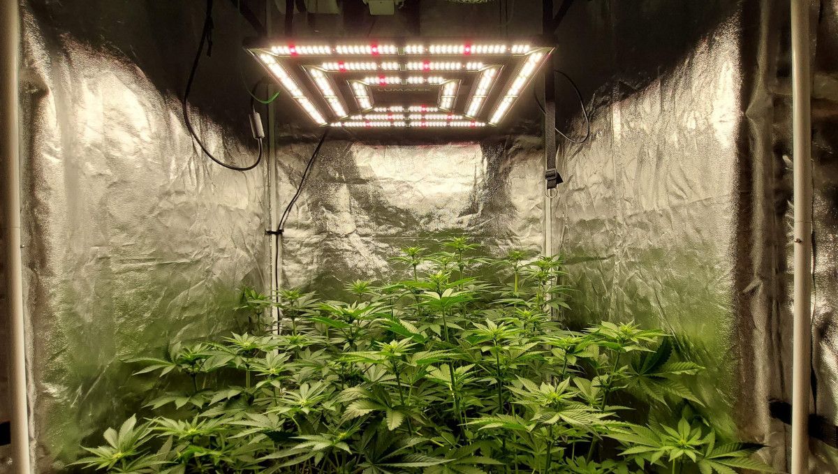 Wedding Cheesecake FF cannabis strain: transition (pre-flower) | week 7 | a lush multi-branch weed plant under a LED panel in a grow tent