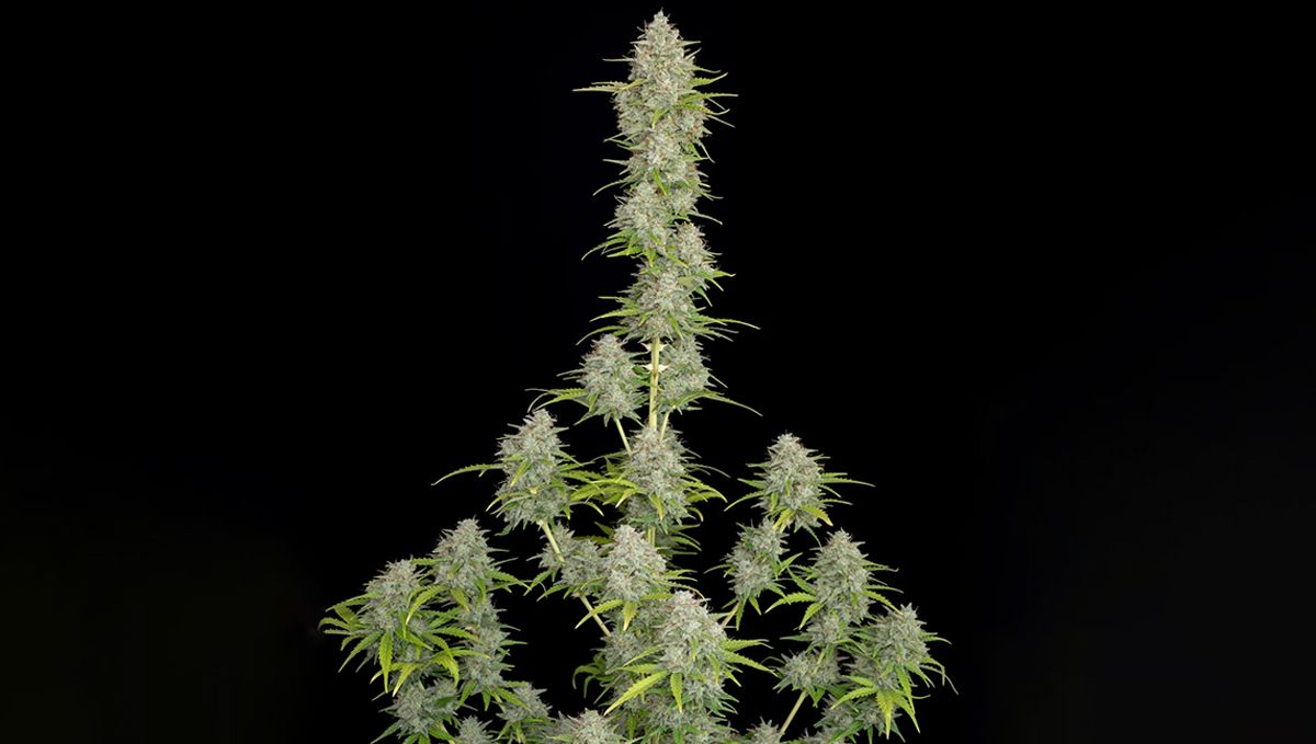 Top 10 strains to grow outdoors: Orange Sherbet Auto