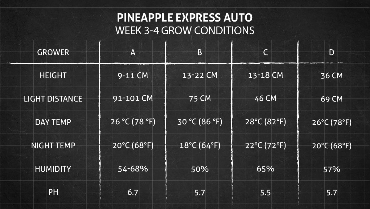 Pineapple Express Auto cannabis-variant: vekstbetingelser uke 3-4