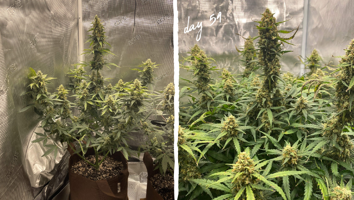 Trainwreck auto week-by-week: flowering stage week 8