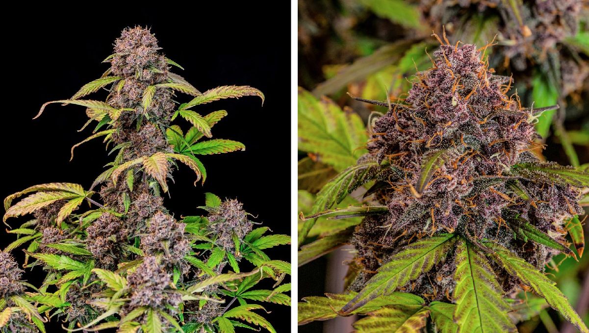 Top 5 best indica autoflower strains: Lemon Cherry Cookies Auto